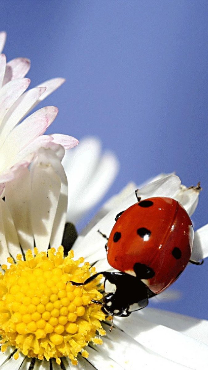 Божья коровка на ромашке