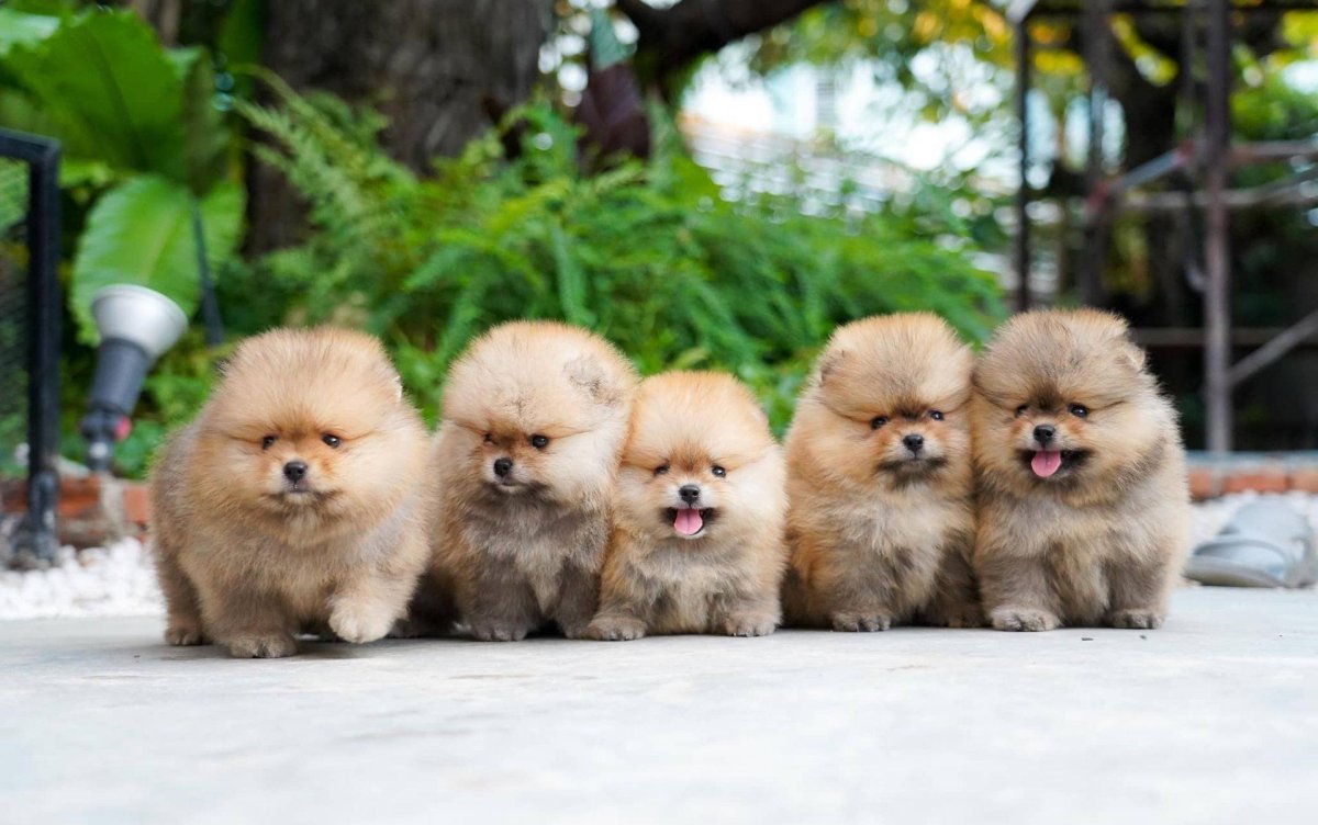 Померанский Пуппи