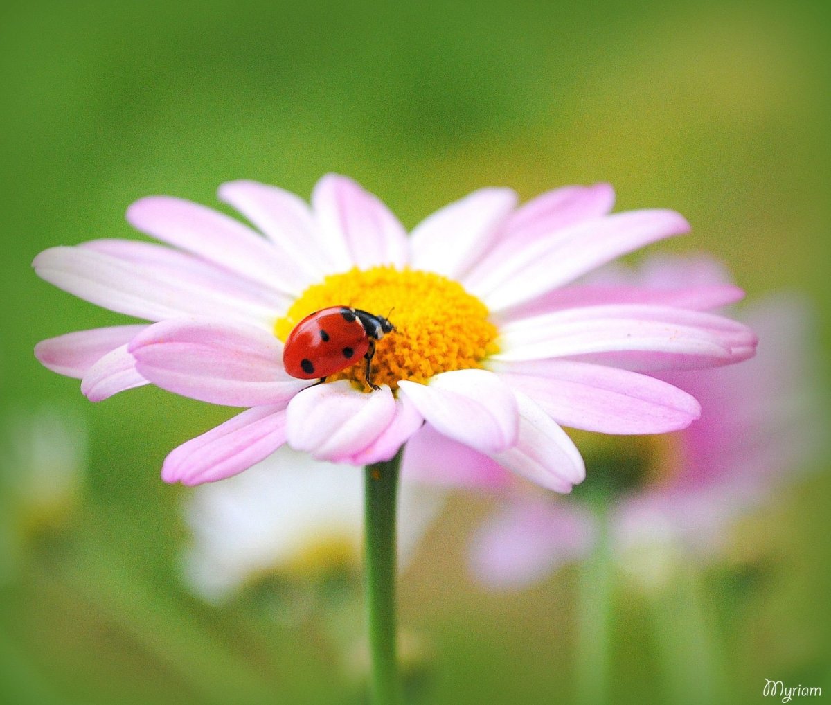Божья коровка на ромашке