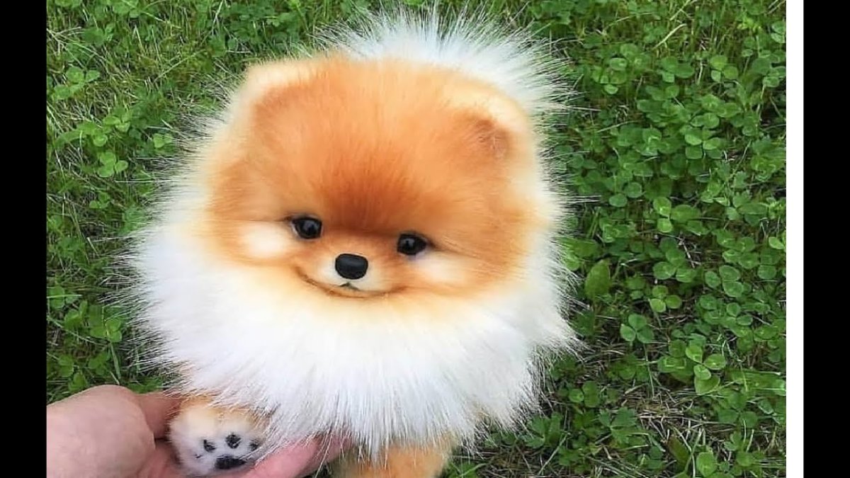 Померанский шпиц Тедди