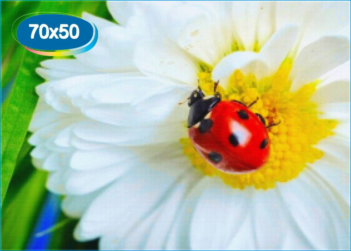 Цветы ромашки с Божьей коровкой