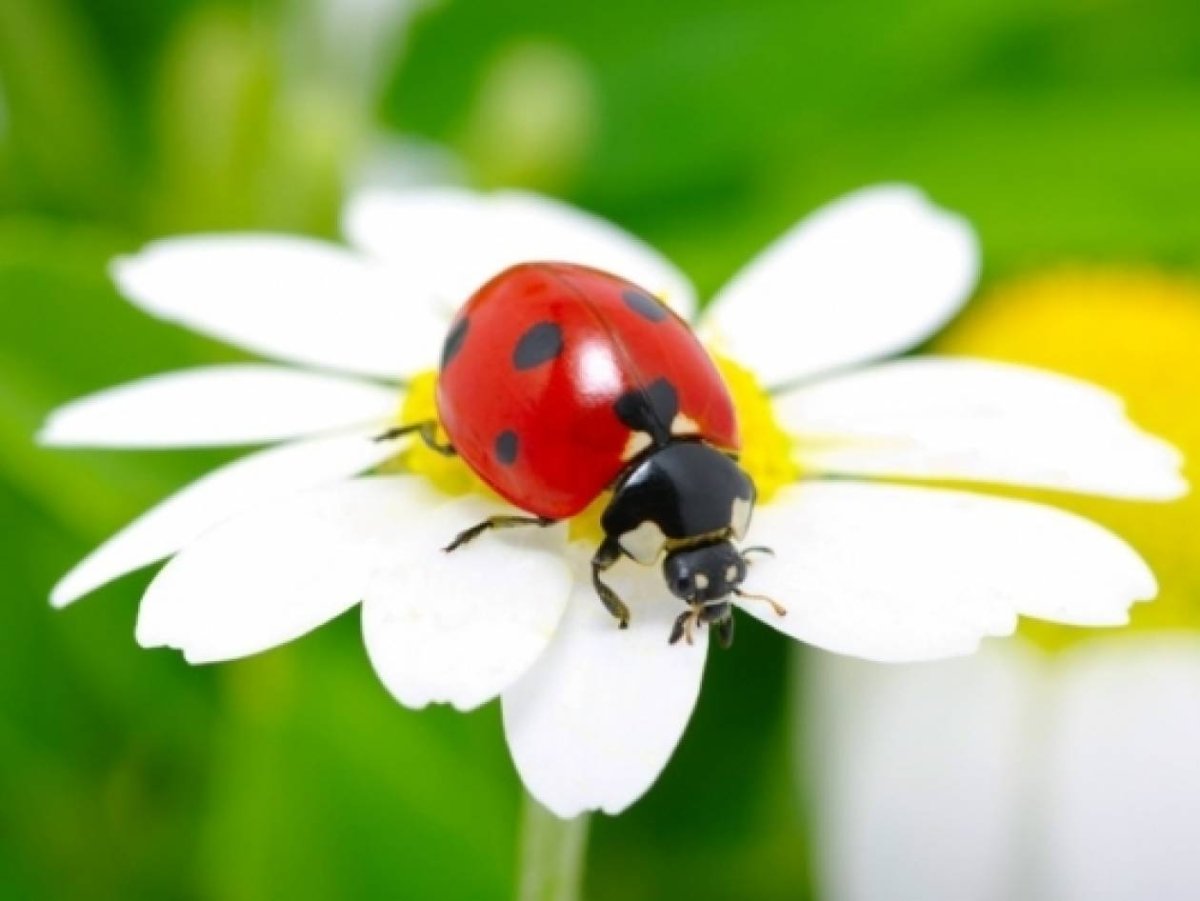 Божьи коровки на цветах