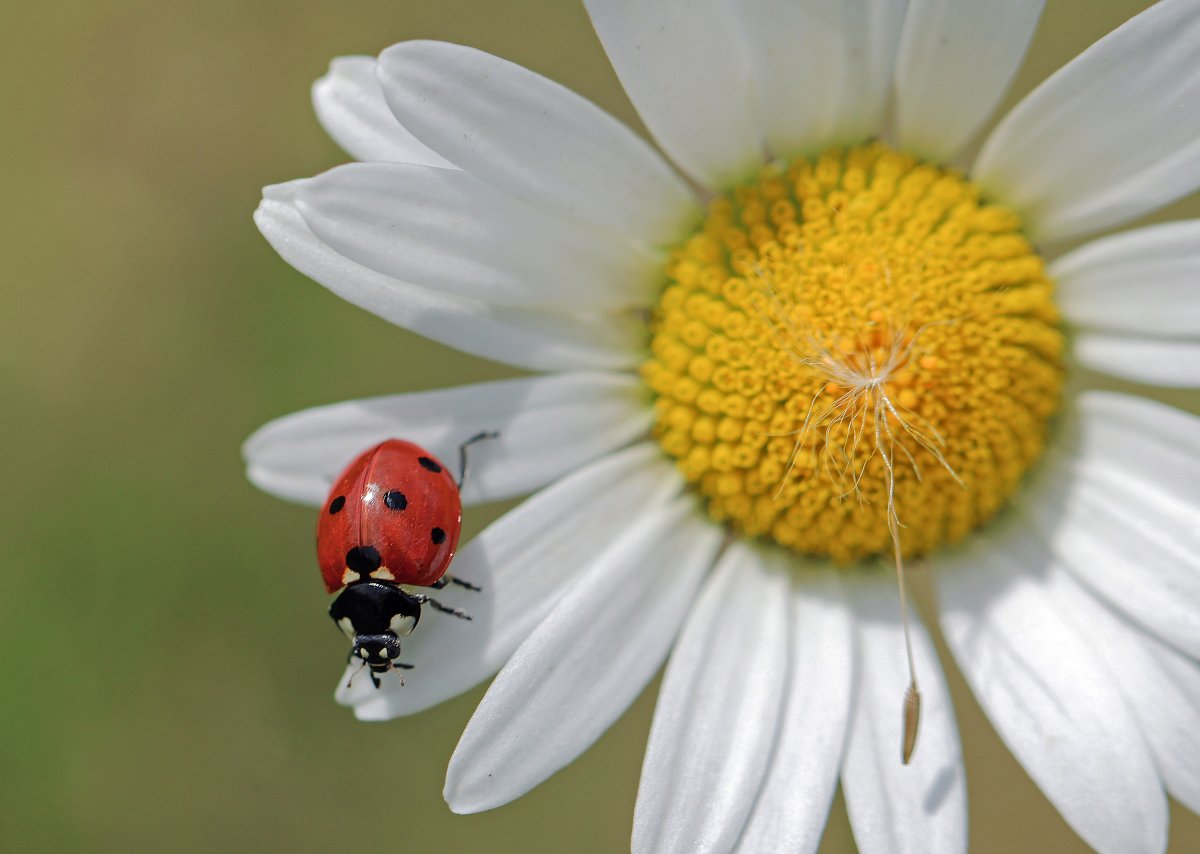 Божья коровка на ромашке фото