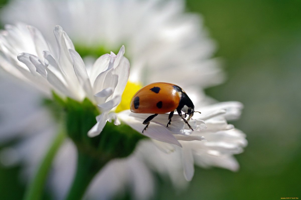 Божья коровка на ромашке