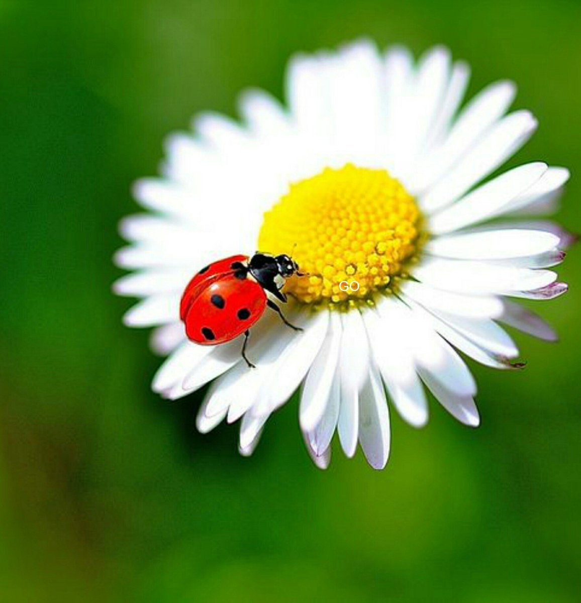 Божья коровка на ромашке