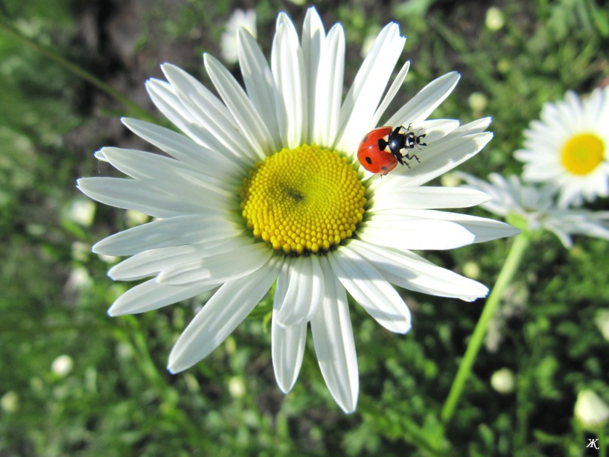 Пчелка на ромашке