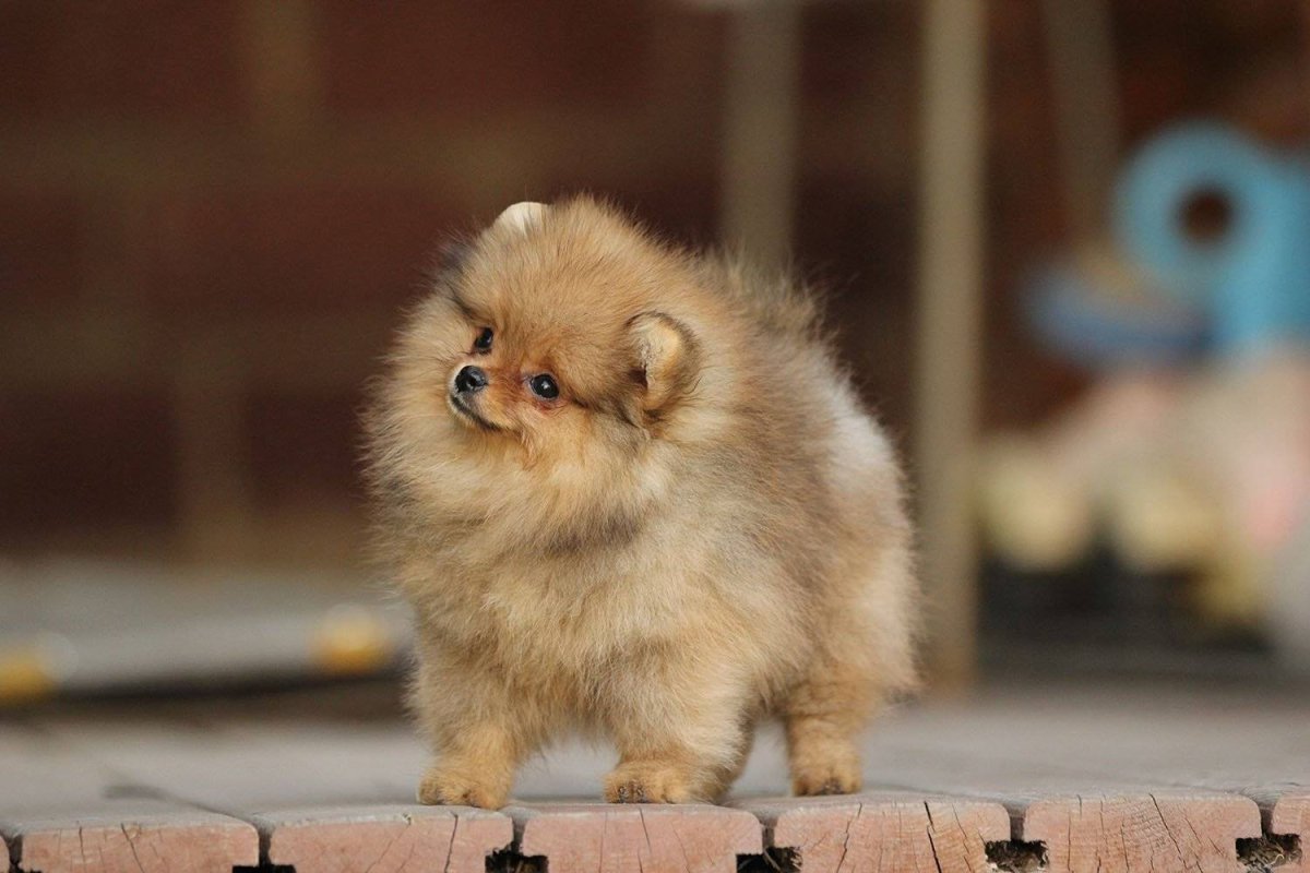 Померанский шпиц