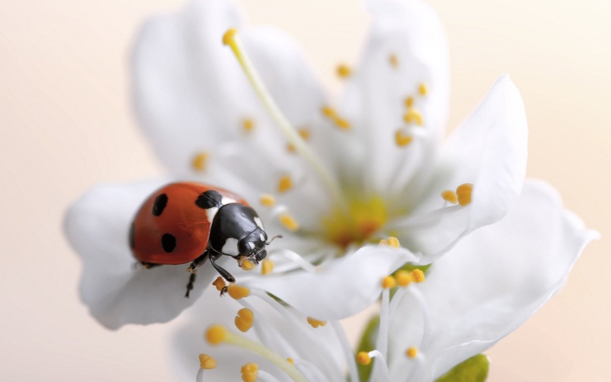 Божья коровка на цветочке