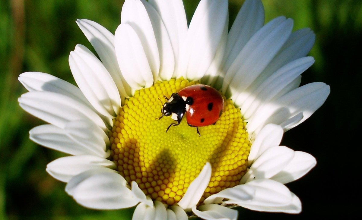 Ромашки и букашки