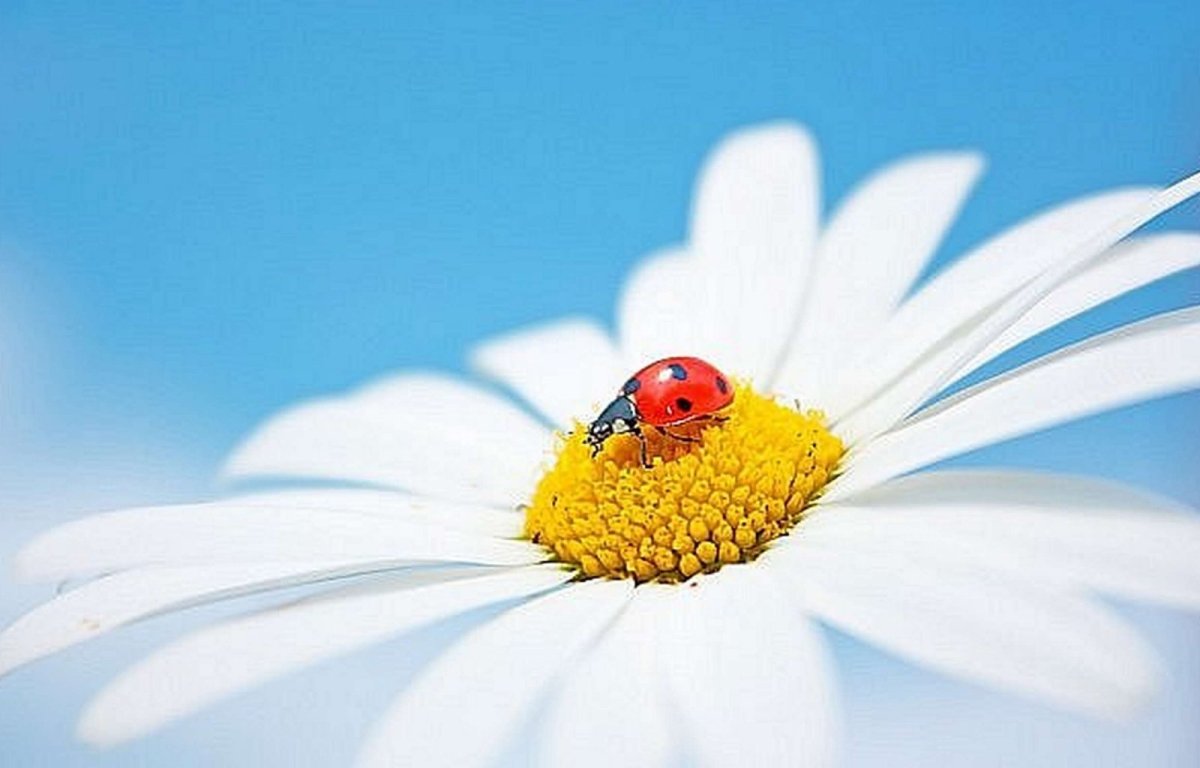 Фон ромашки с божьими коровками