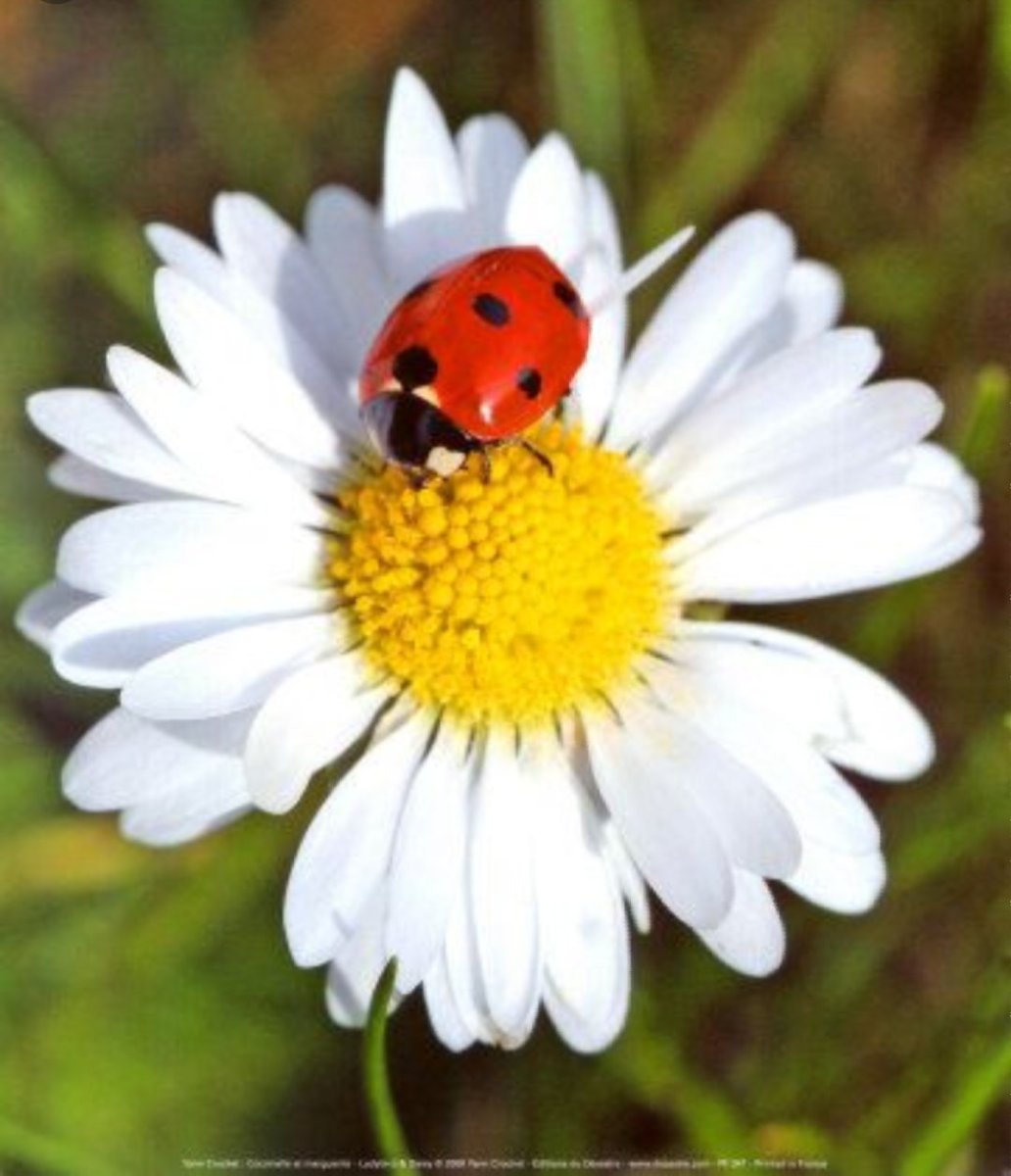 Божья коровка на ромашке
