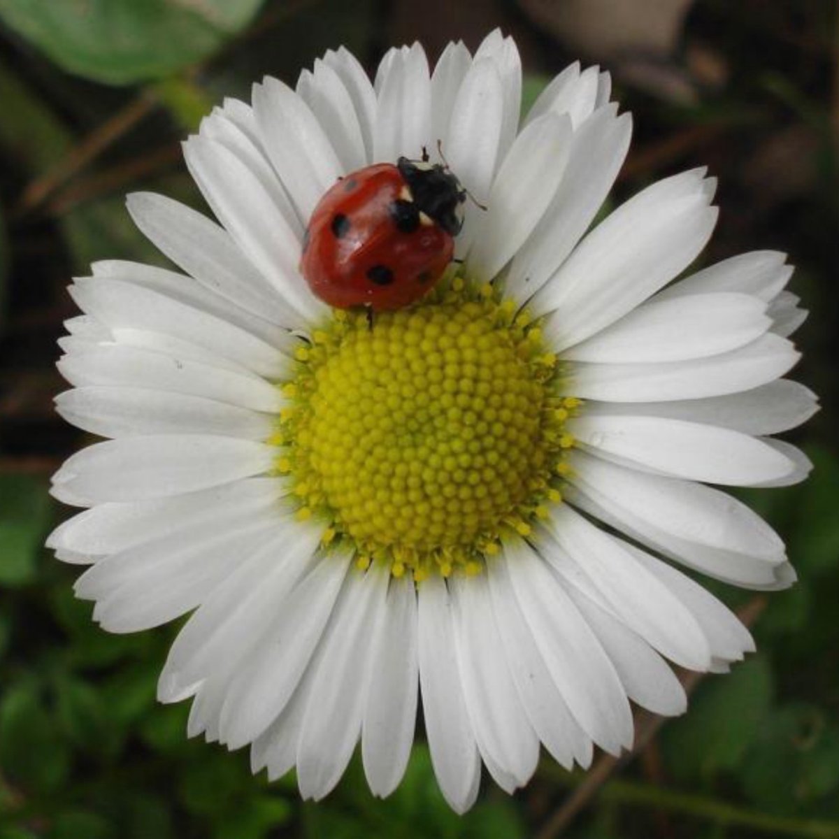 Божья коровка на ромашке