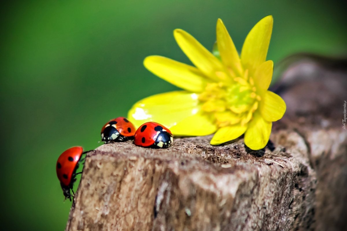 Божья коровка на лугу