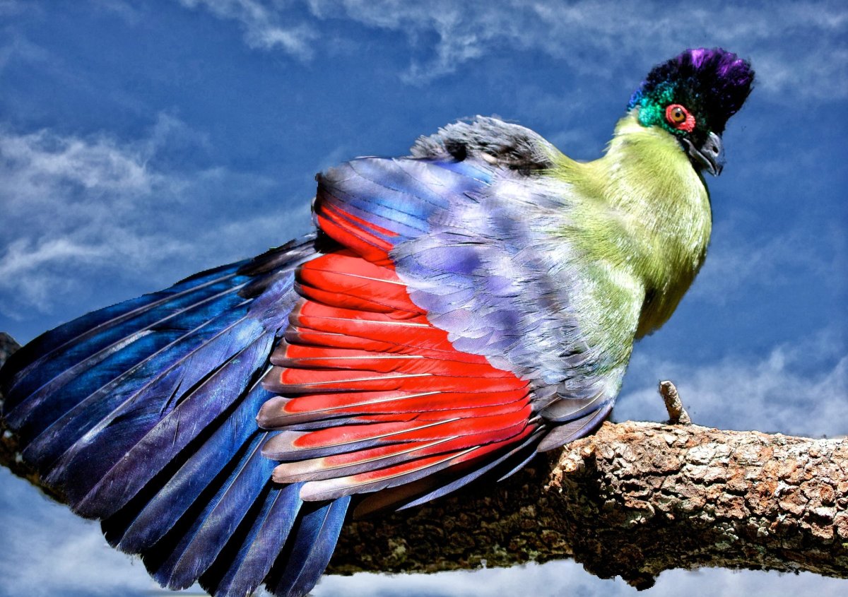 Птица турако бананоед