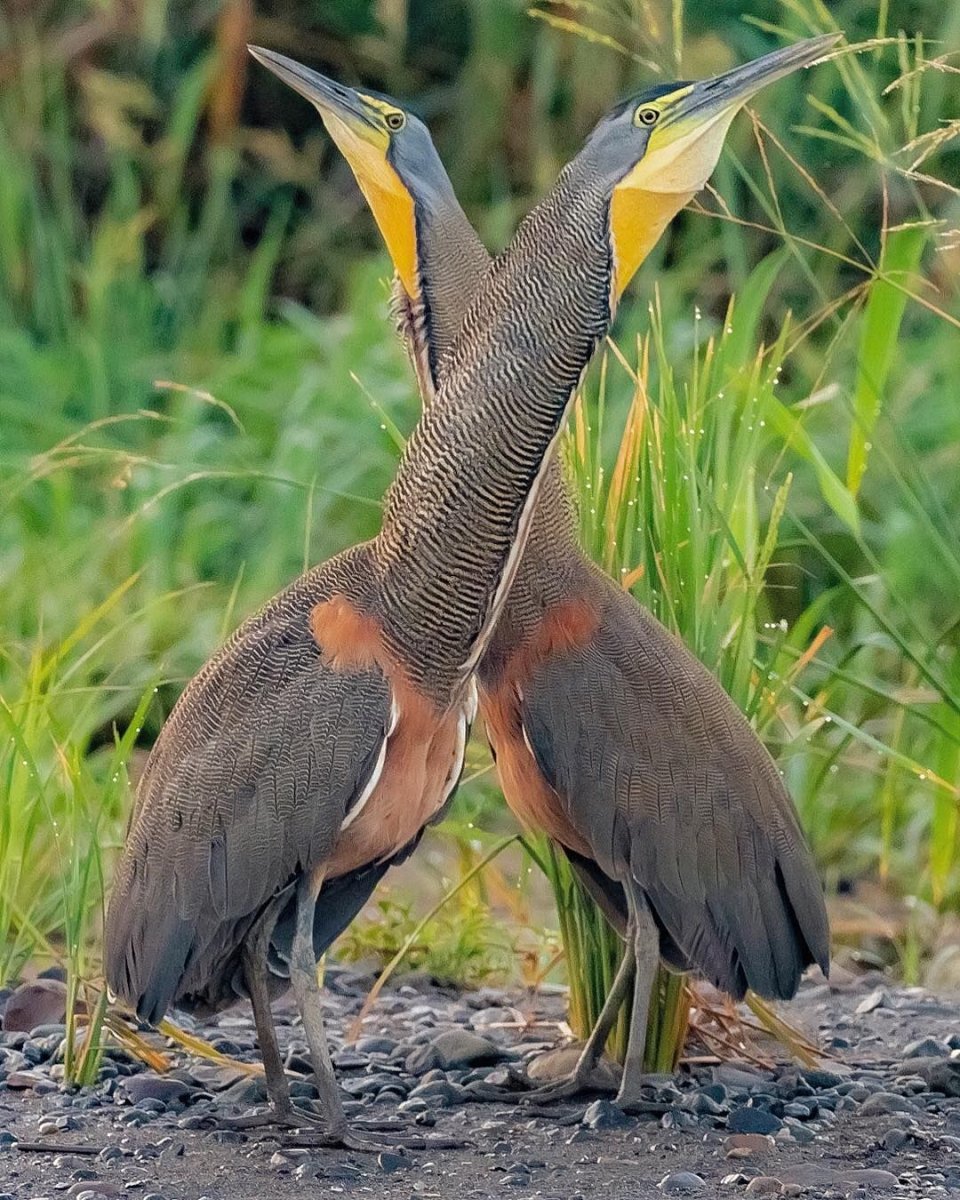 Большая птица