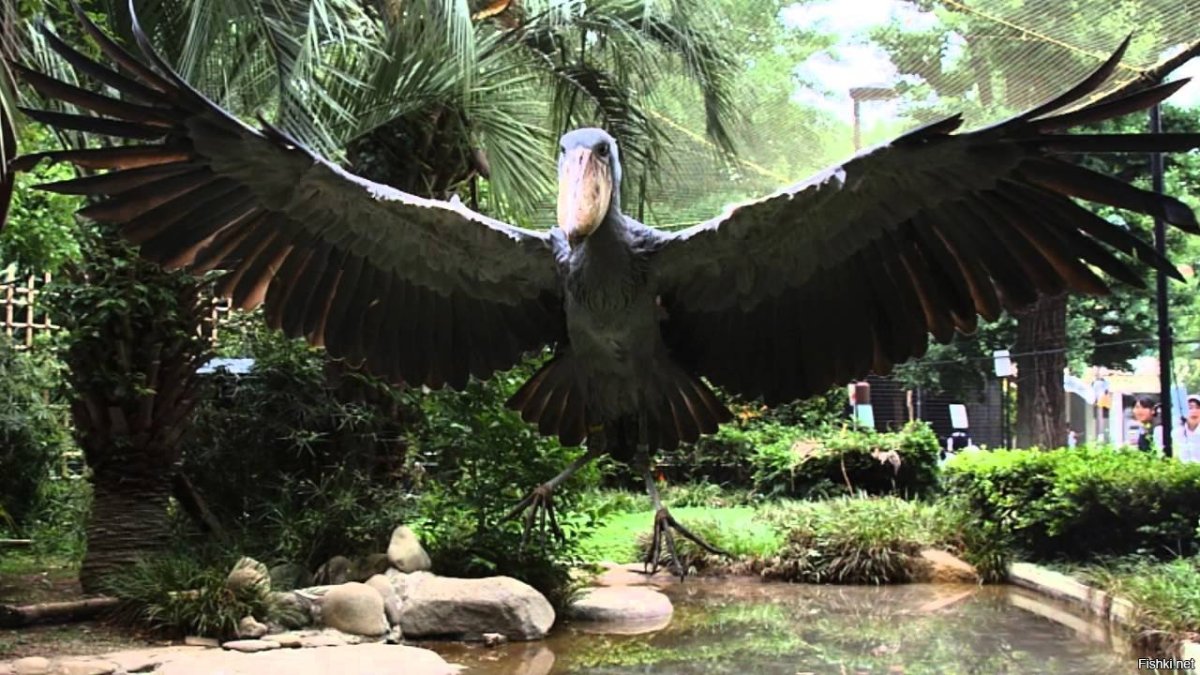 Китоглав Крылья