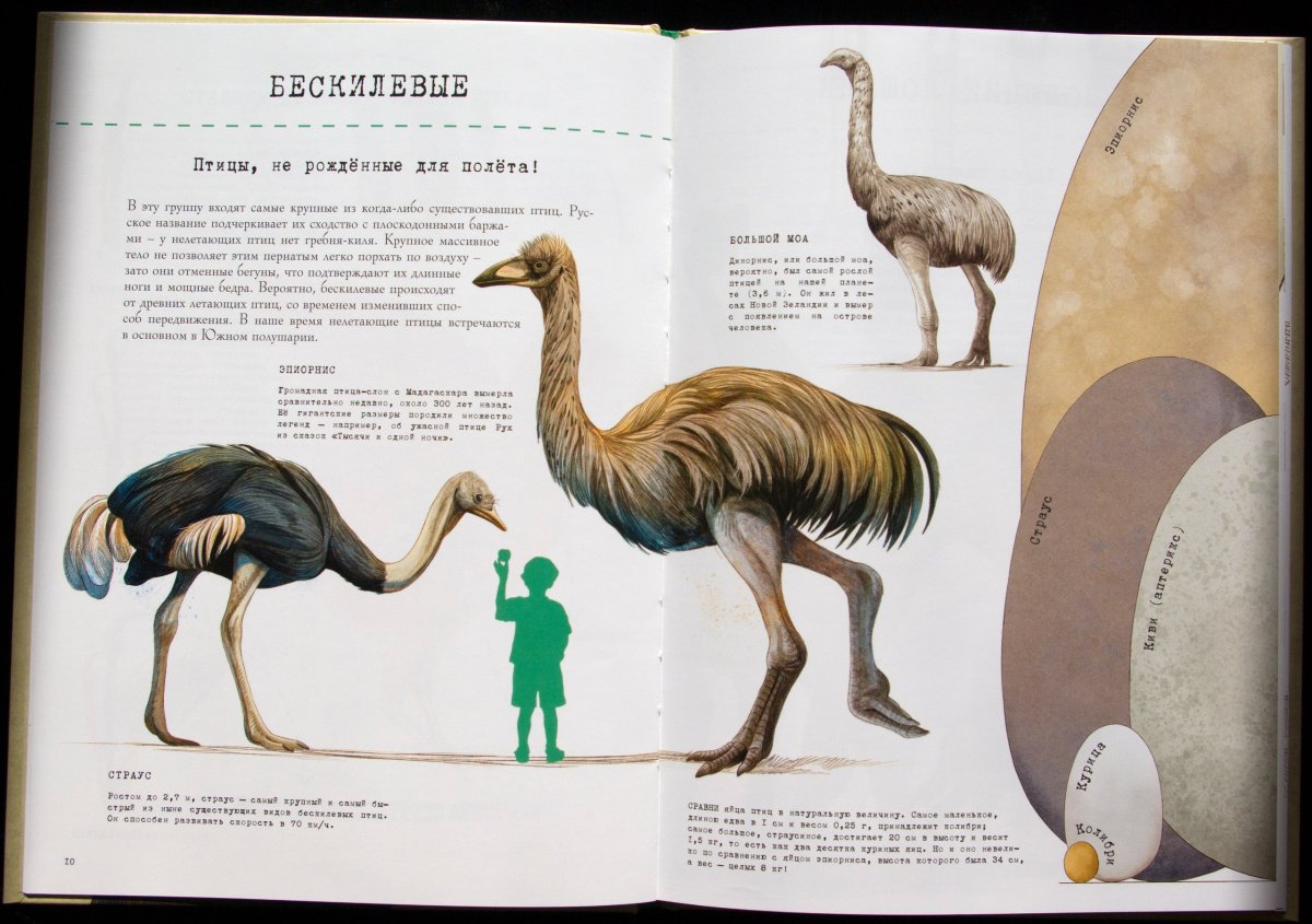 Эпиорнис птица яйца