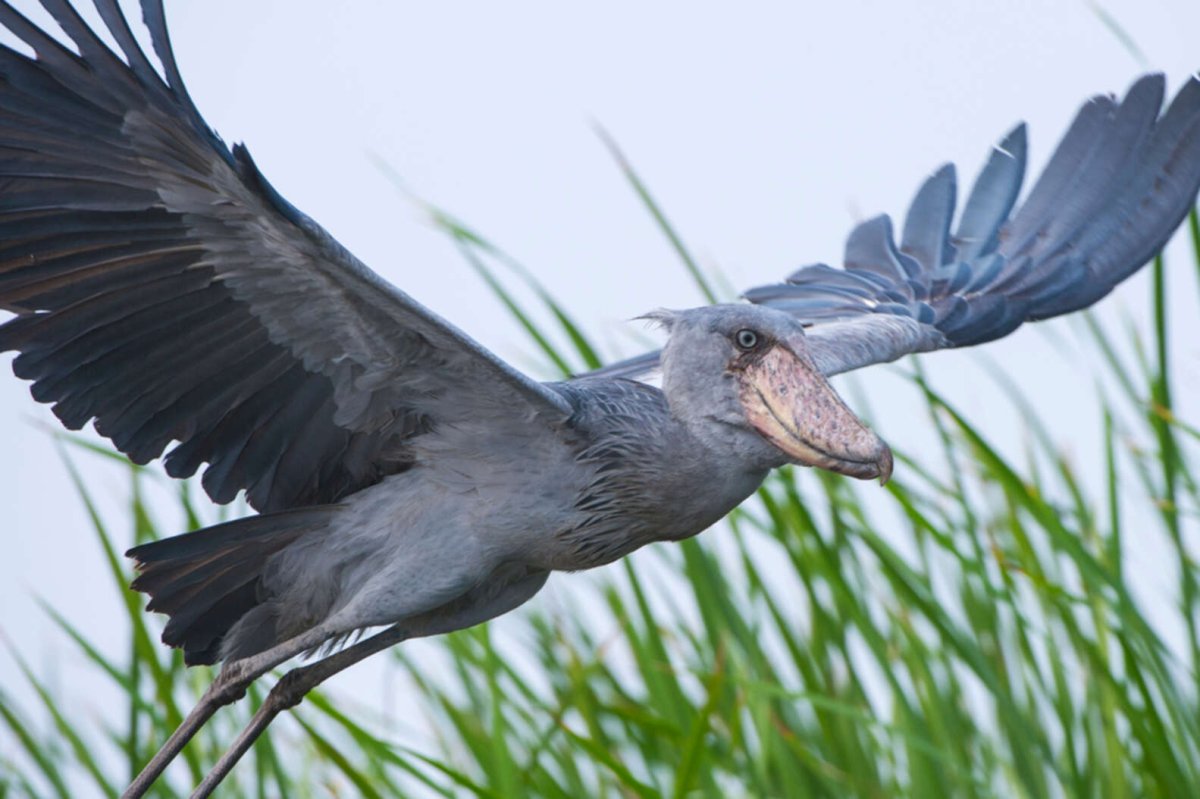 Китоглав с согнутой ногой