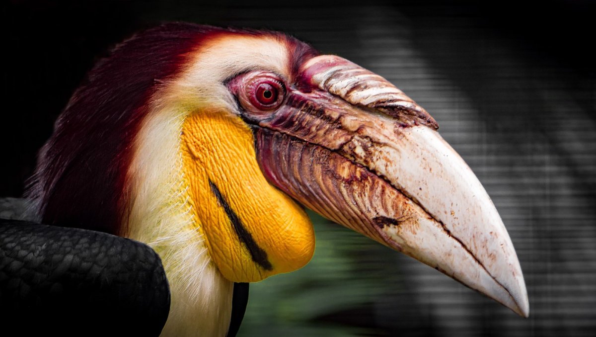 Казуар птица