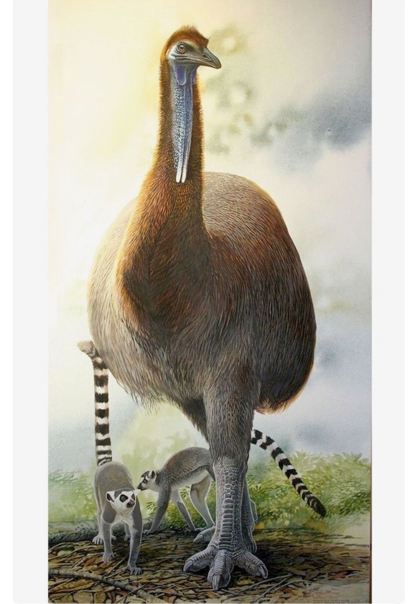 Животные и динозавры