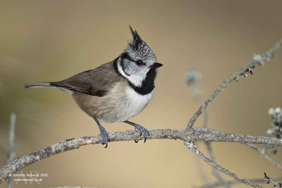 Хохлатые серые птички