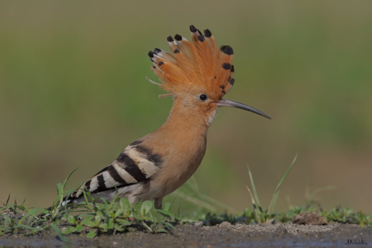 Удод Сибирский