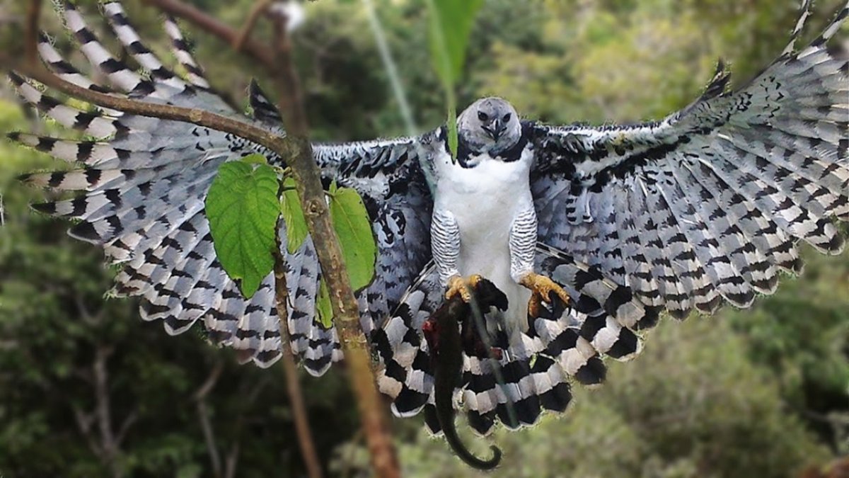 Гигантский Орел Гарпия