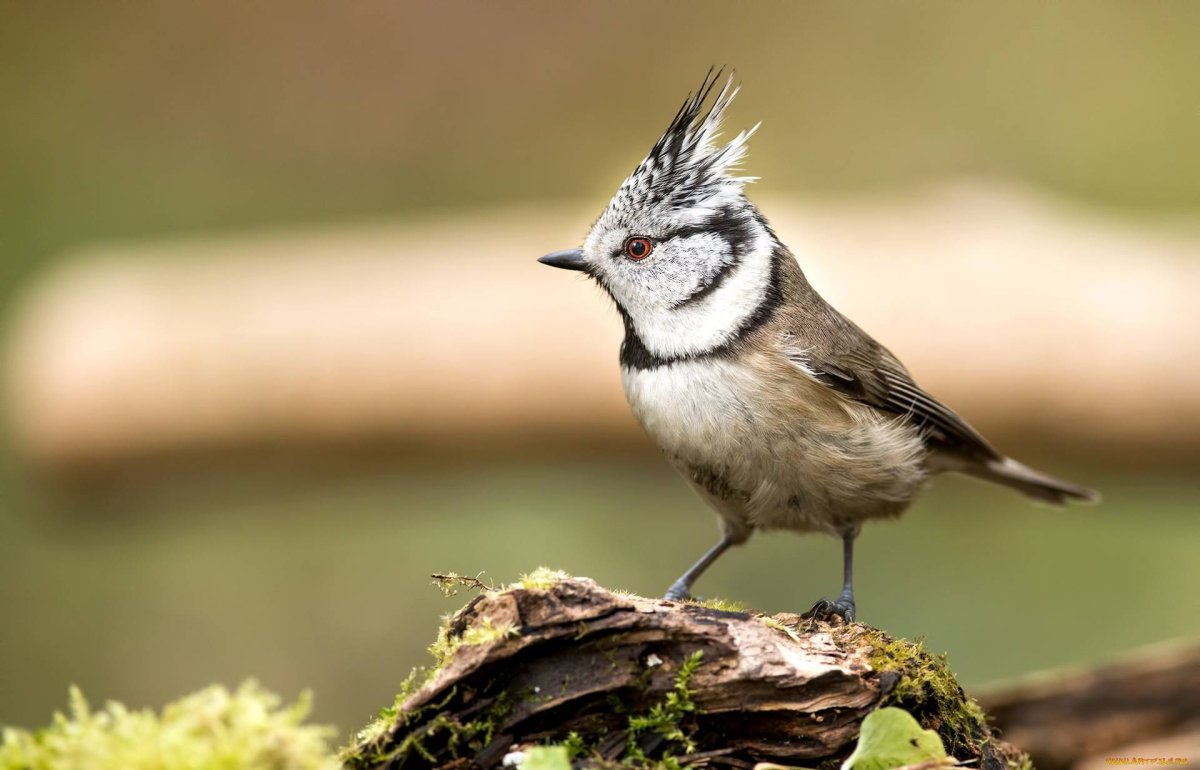 Хохлатая синица ТИТМАУС