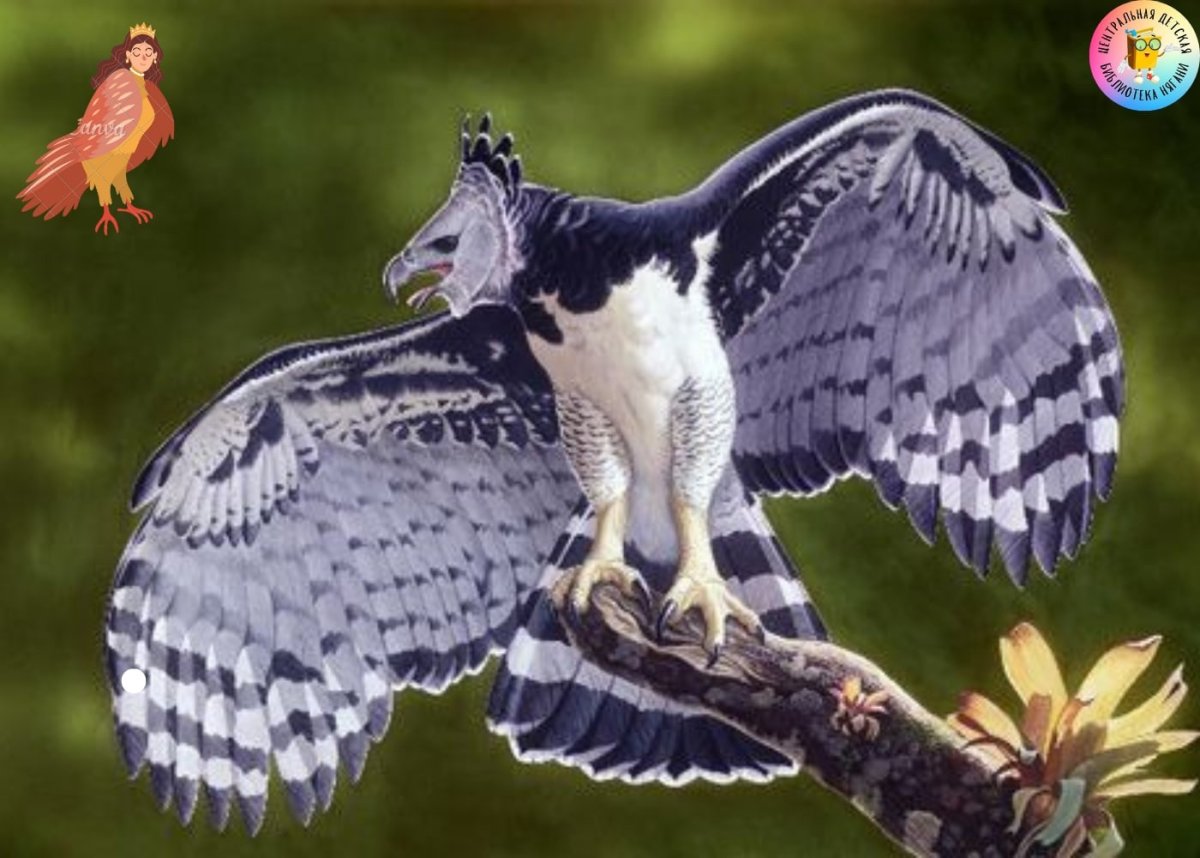 Южноамериканская Гарпия размах крыльев