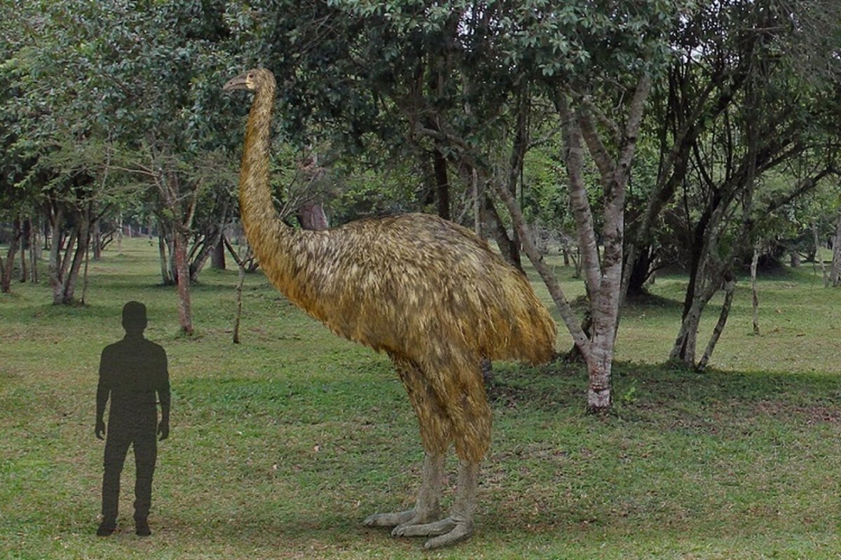 МОА исполинская