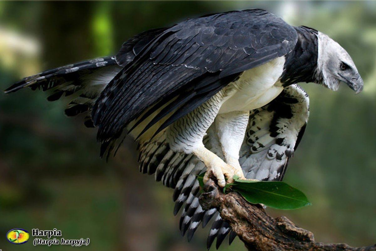 Южноамериканская Гарпия полёт