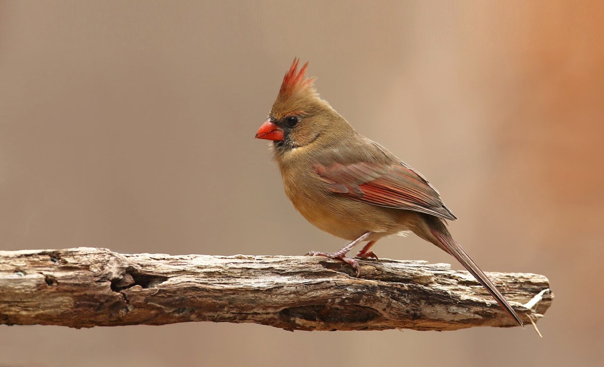 Красноклювый Кардинал