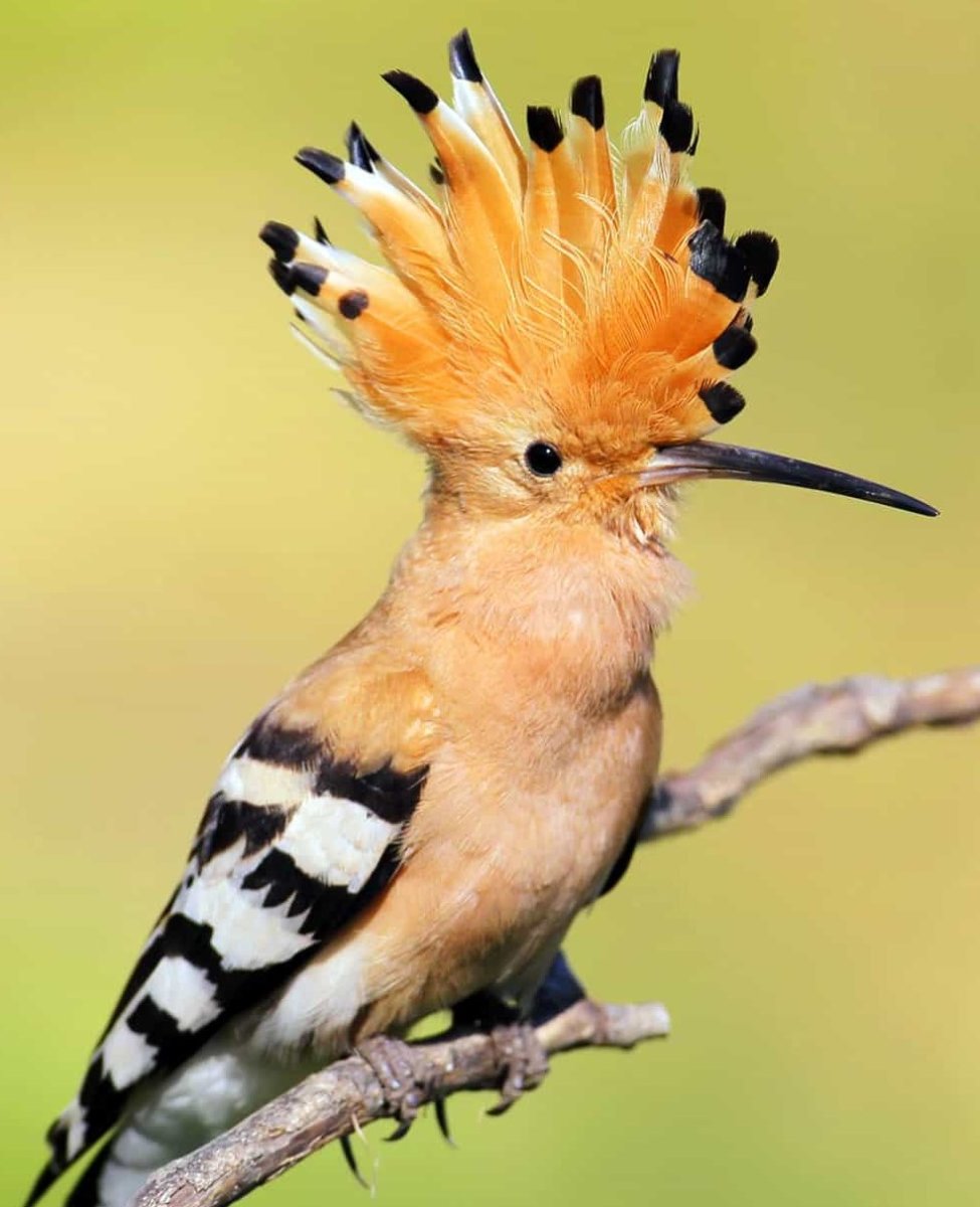 Мадагаскарский Удод