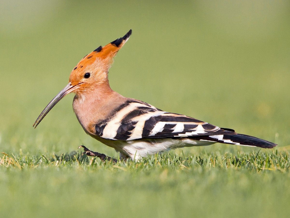 Африканский Удод