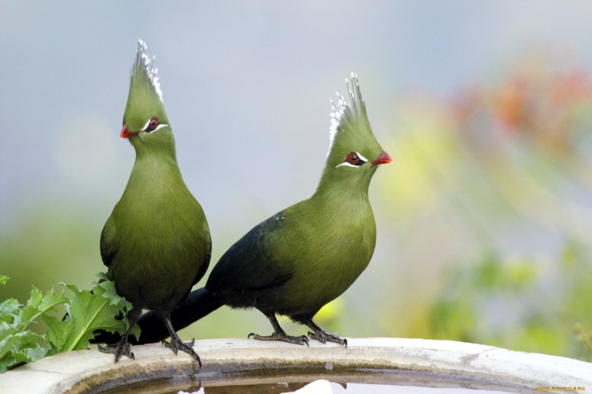 Зеленый турако