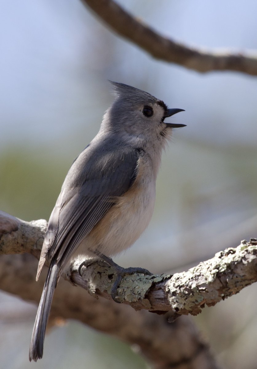 Tufted Titmouse птица