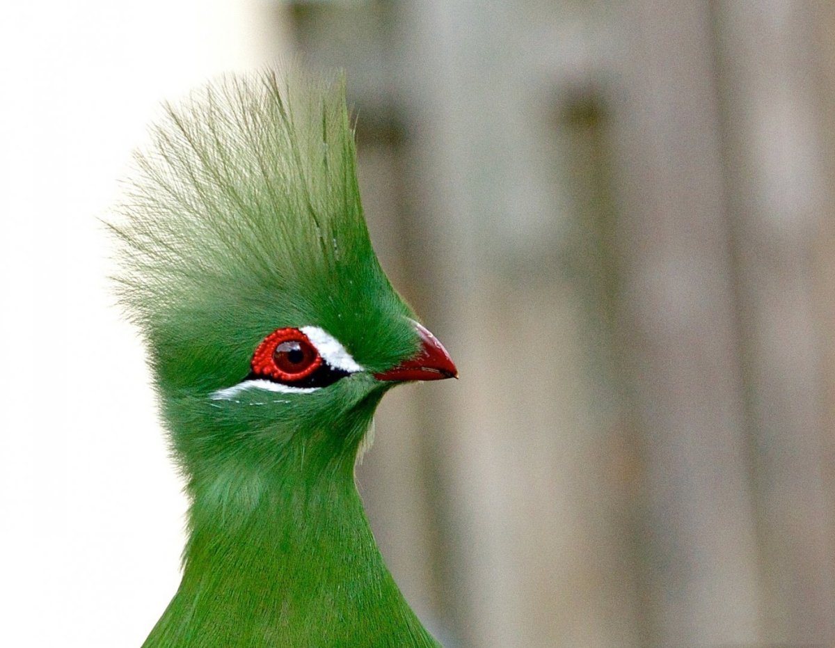 Хохлатый турако