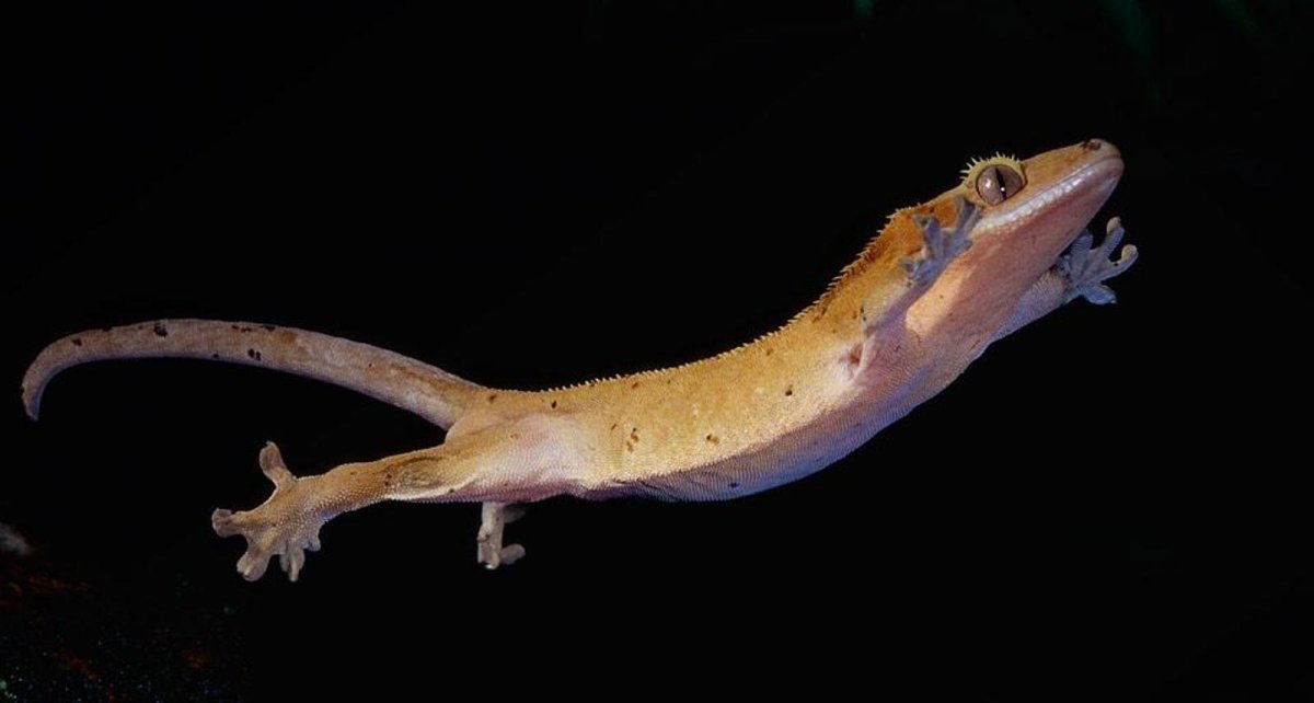 Реснитчатый геккон бананоед Арлекин