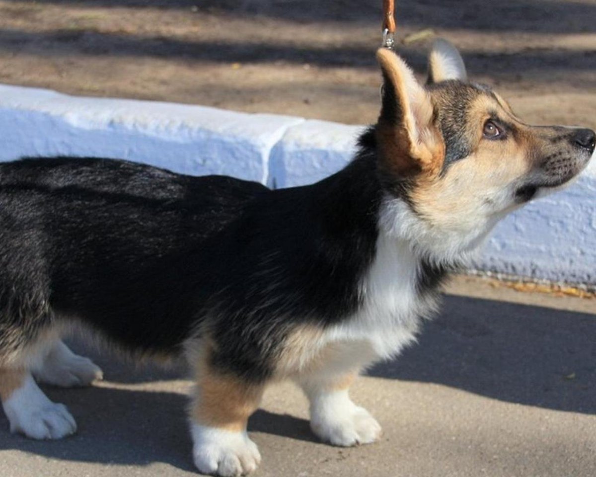 Метис корги и овчарки