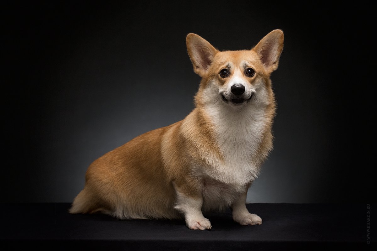 Вельш корги пемброк