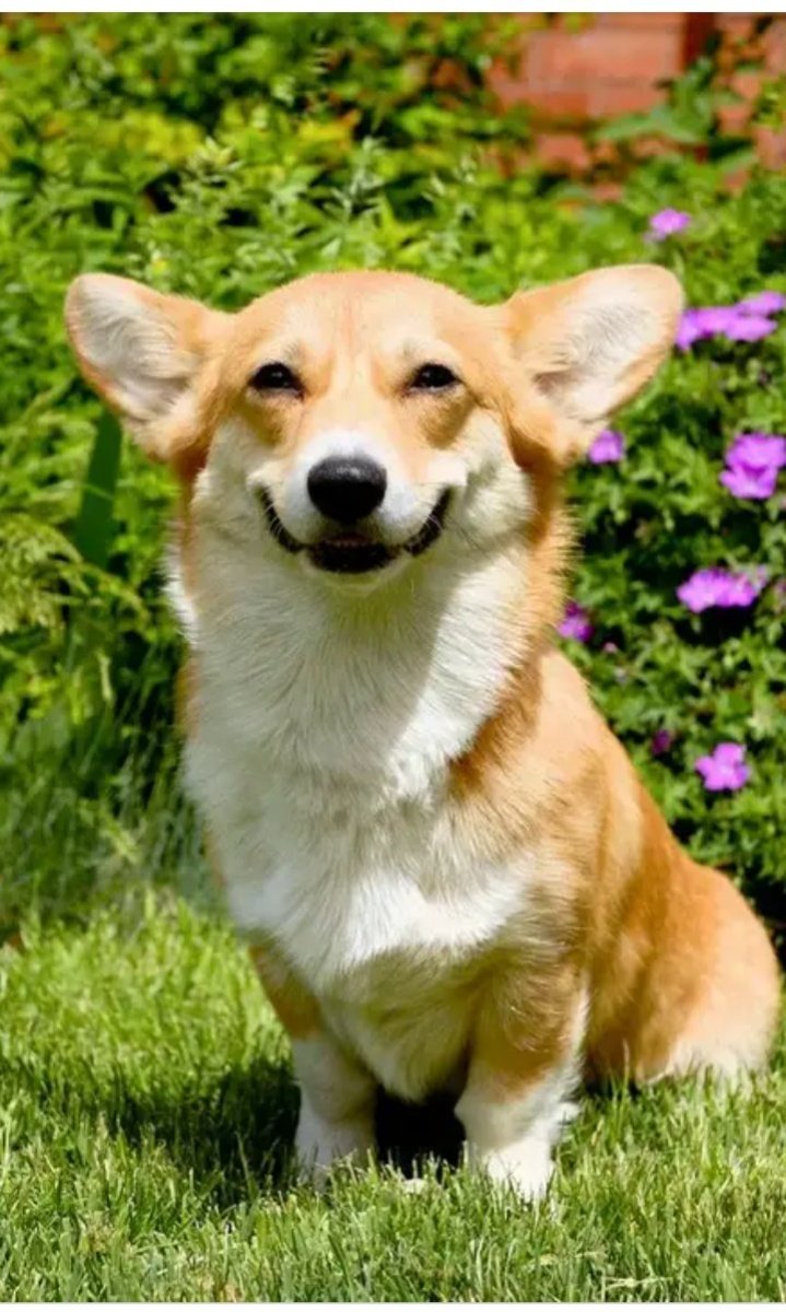 Порода вельш корги пемброк