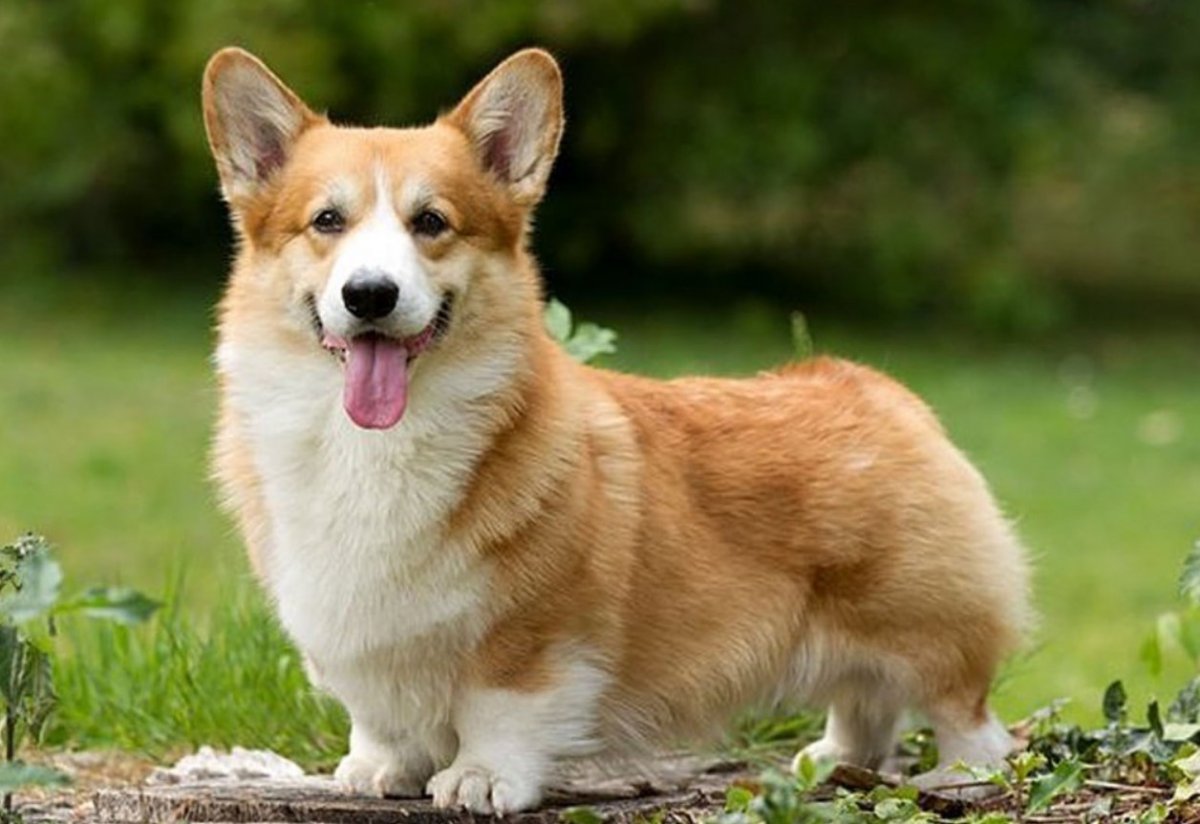 Вельш корги пемброк