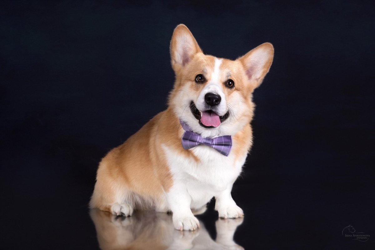 Вельш корги пемброк