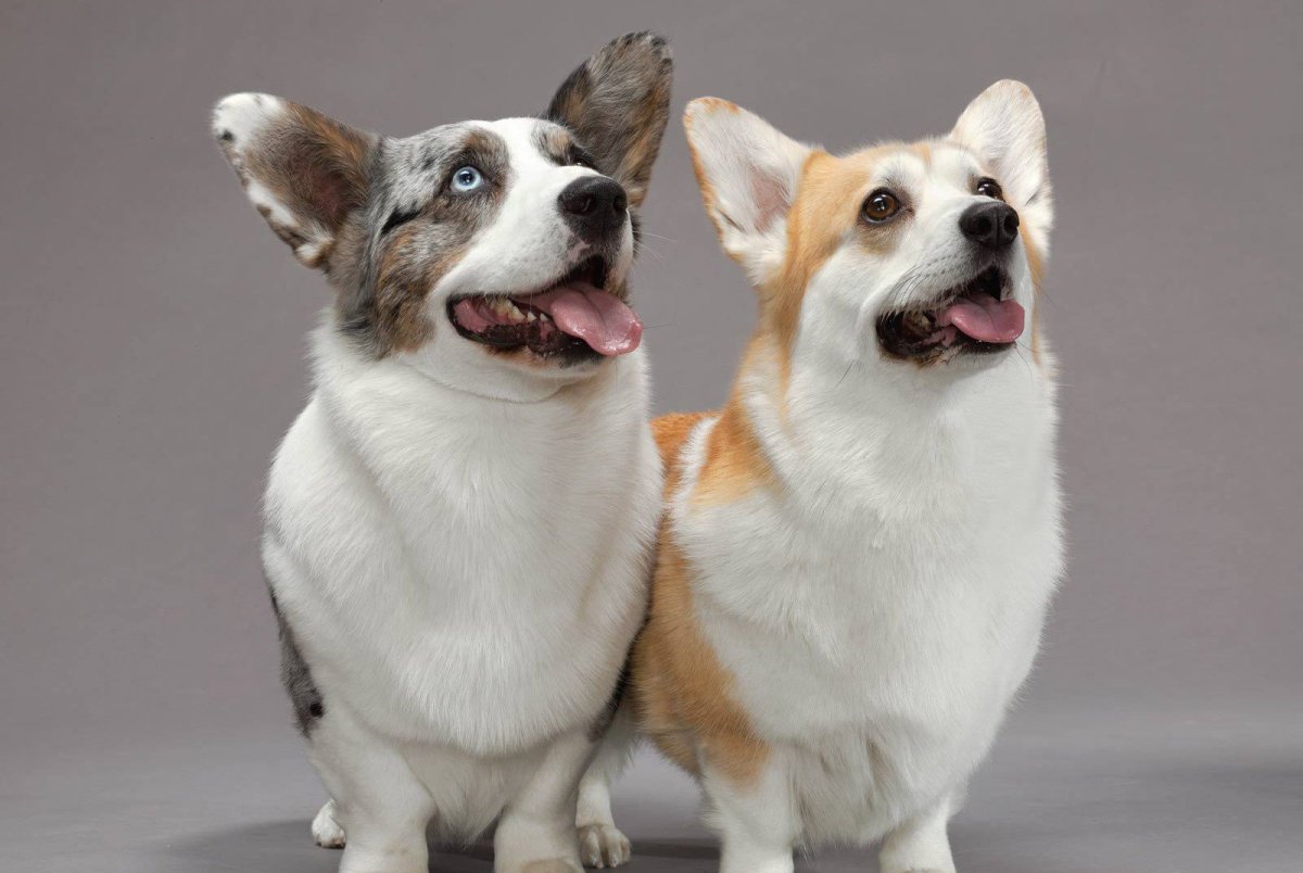 Корги кардиган и пемброк