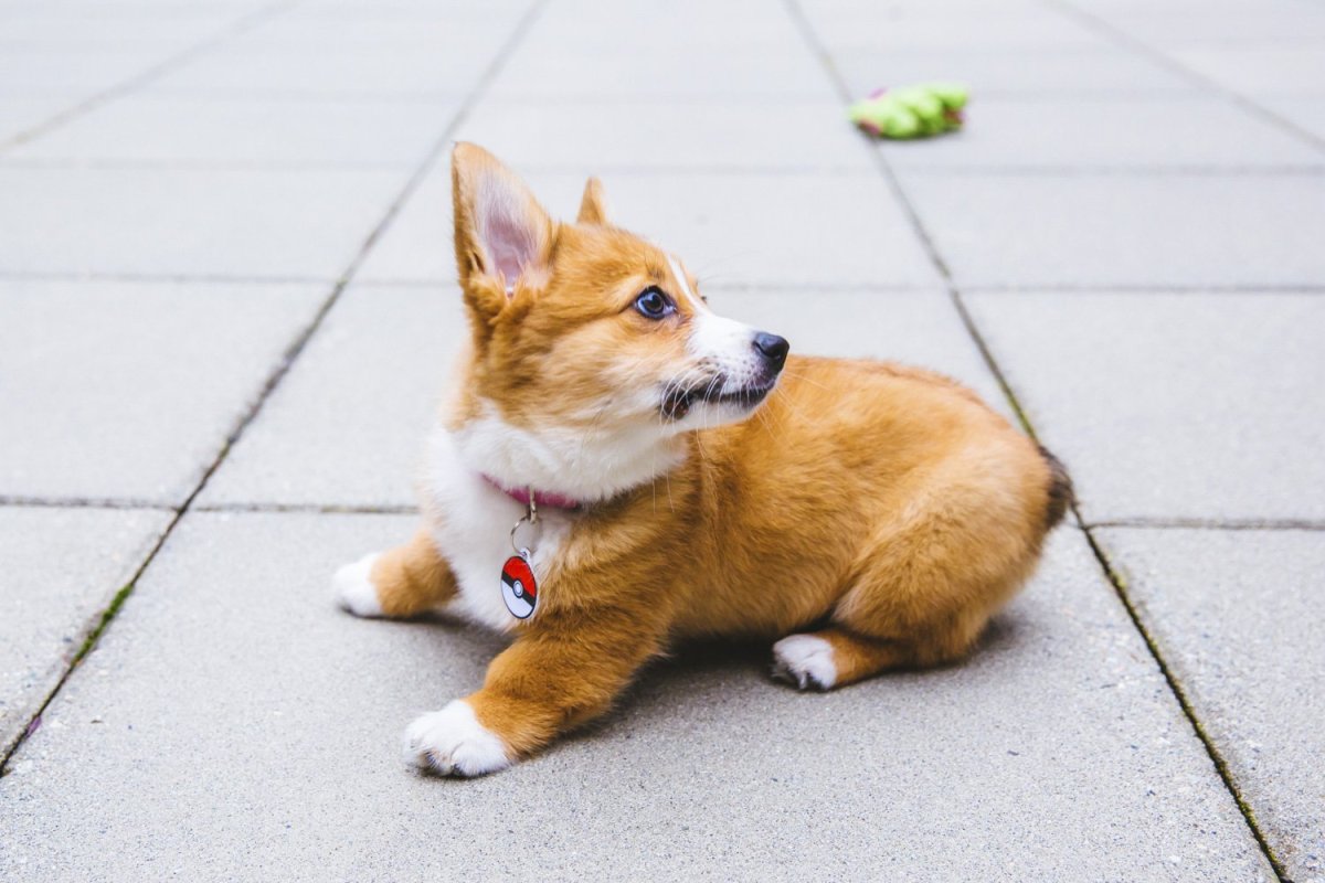 Корги рыжий