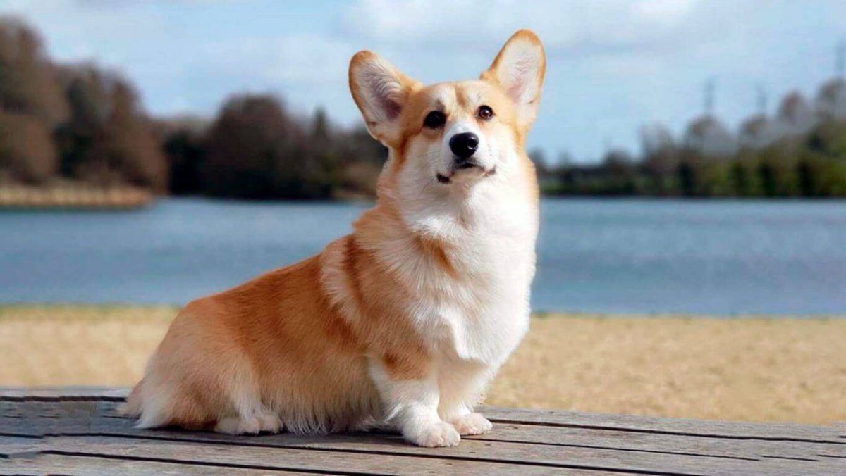 Собака вельш корги пемброк