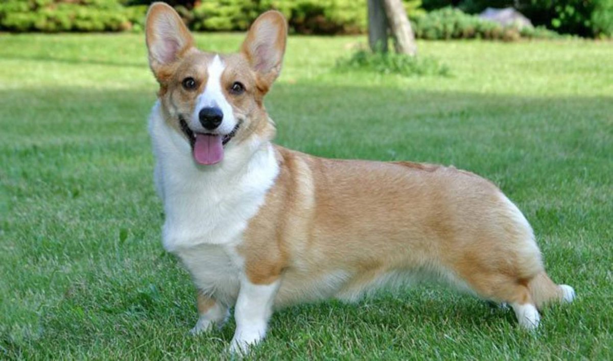 Вельш хаунд