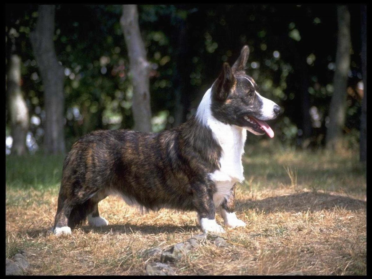 Овчарка с короткими лапами