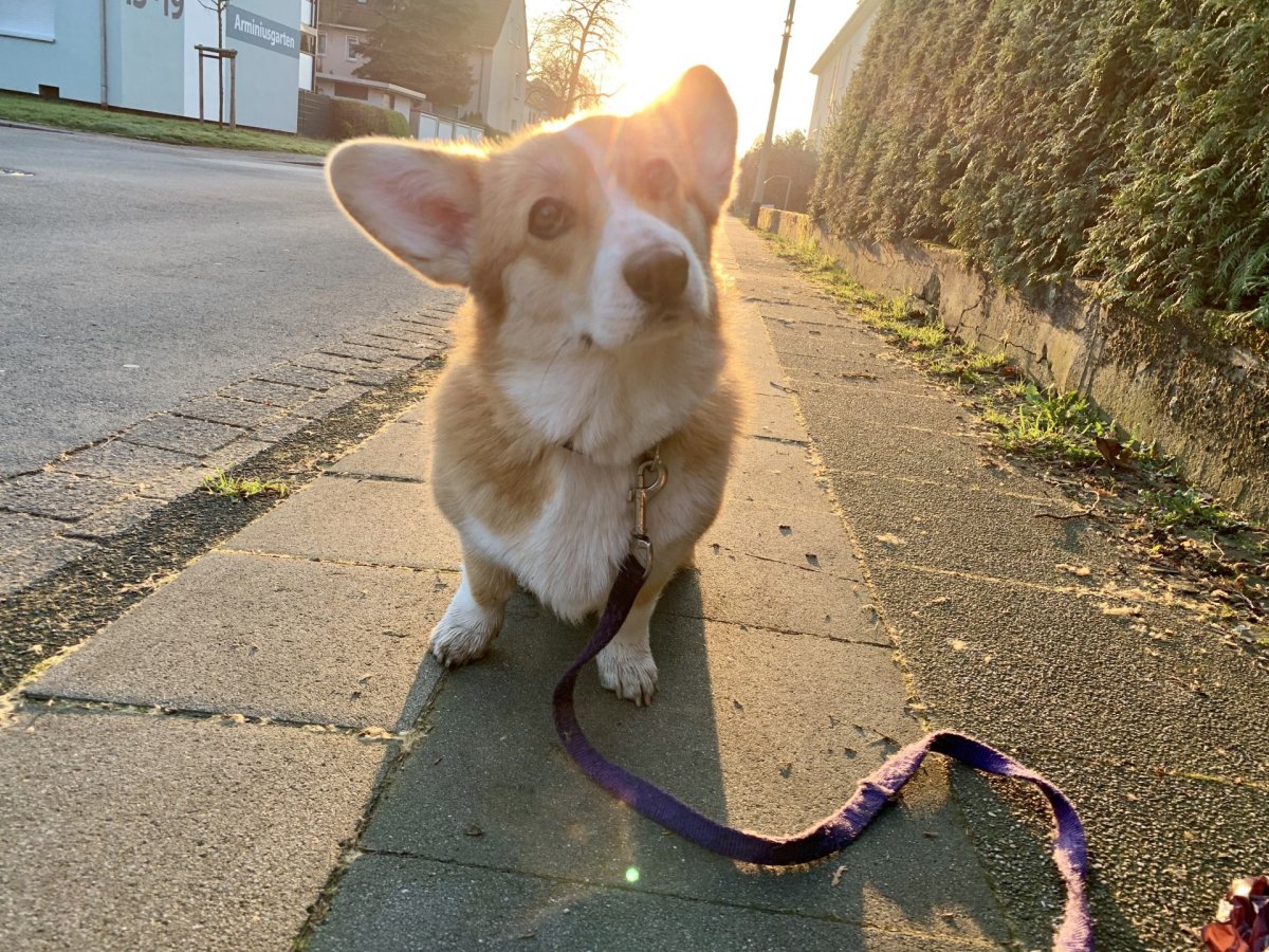 Дворняга с короткими лапами