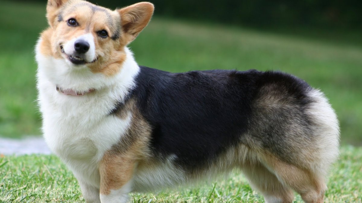 Собака корги